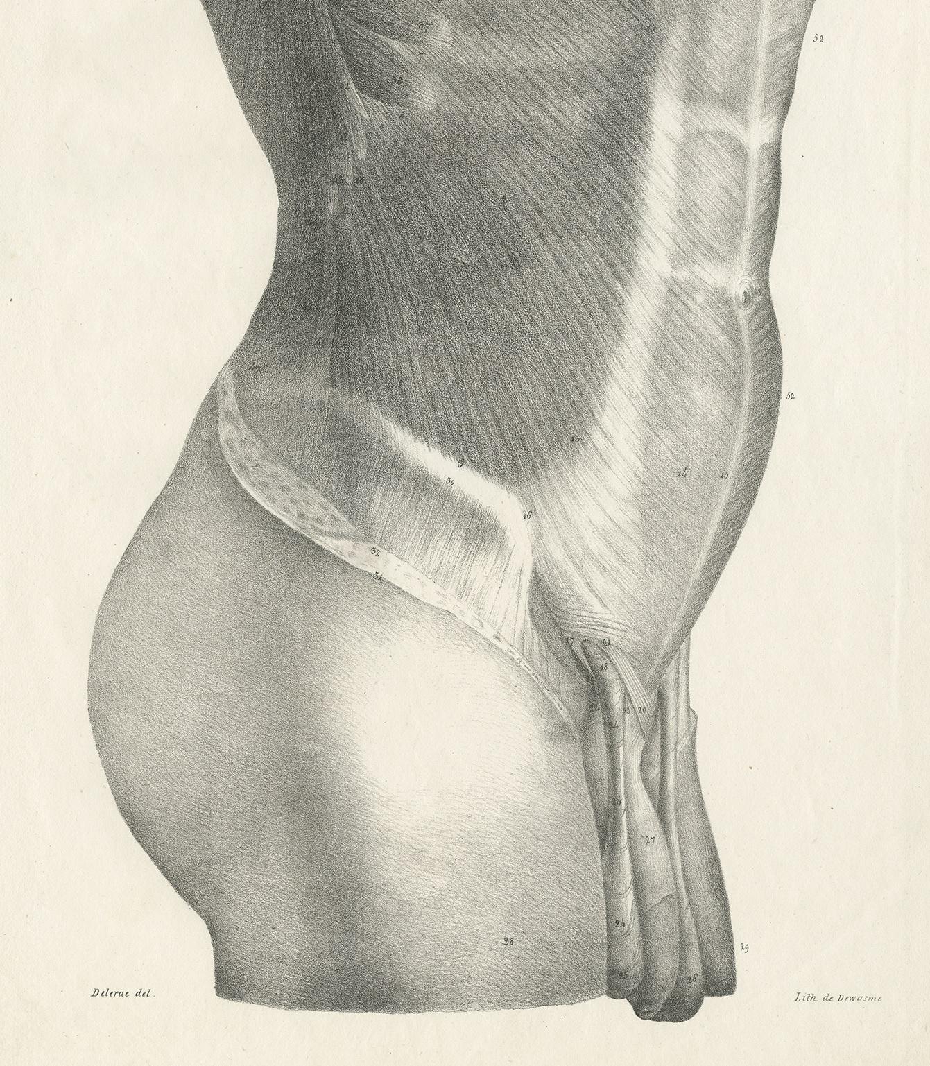 Pl. LXXII Antique Anatomy / Medical Print of the Male Torso by Cloquet '1821' In Good Condition For Sale In Langweer, NL