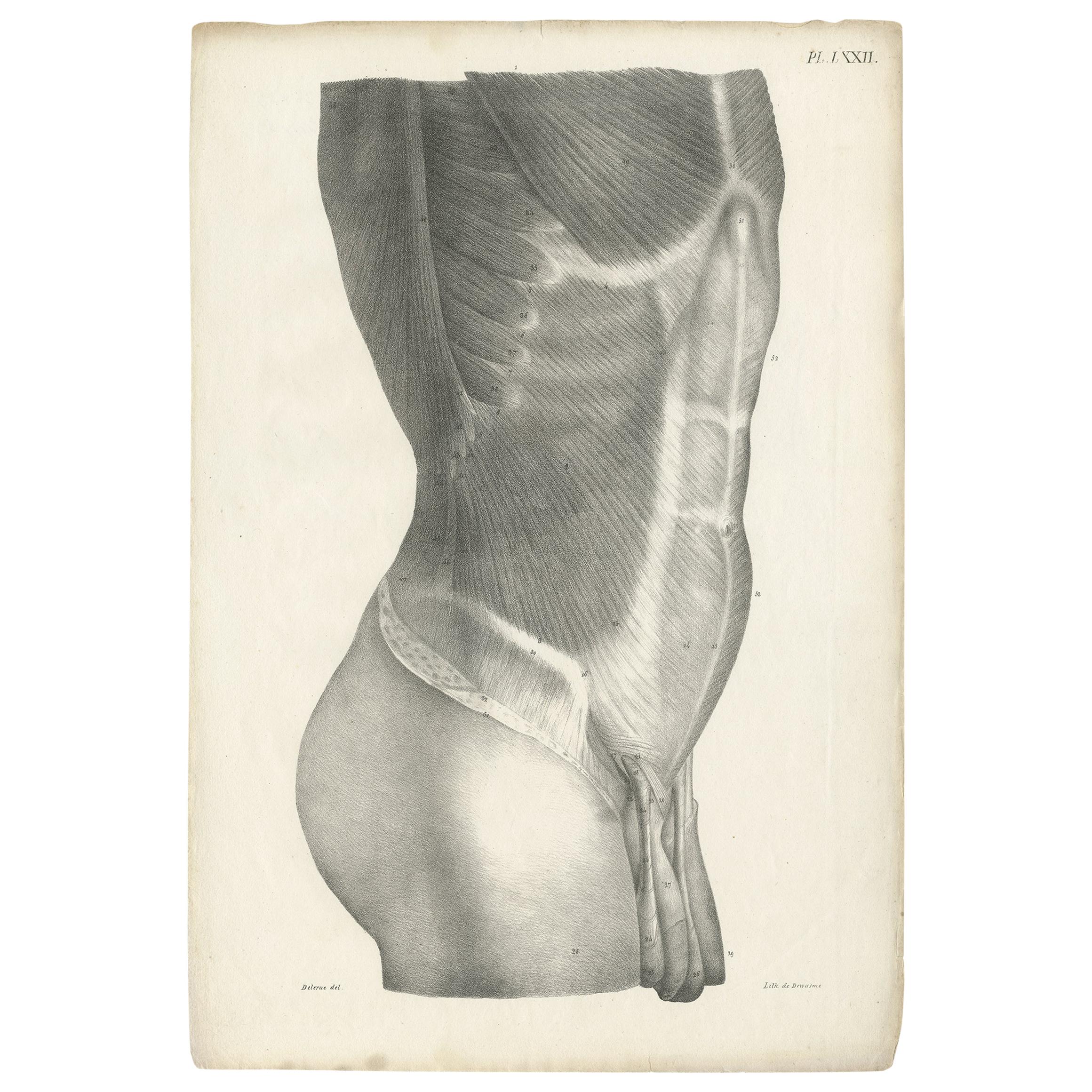 Pl. LXXII Antique Anatomy / Medical Print of the Male Torso by Cloquet '1821' For Sale