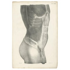 Pl. LXXII Antique Anatomy / Medical Print of the Male Torso by Cloquet '1821' (Antique Anatomie / Médical)