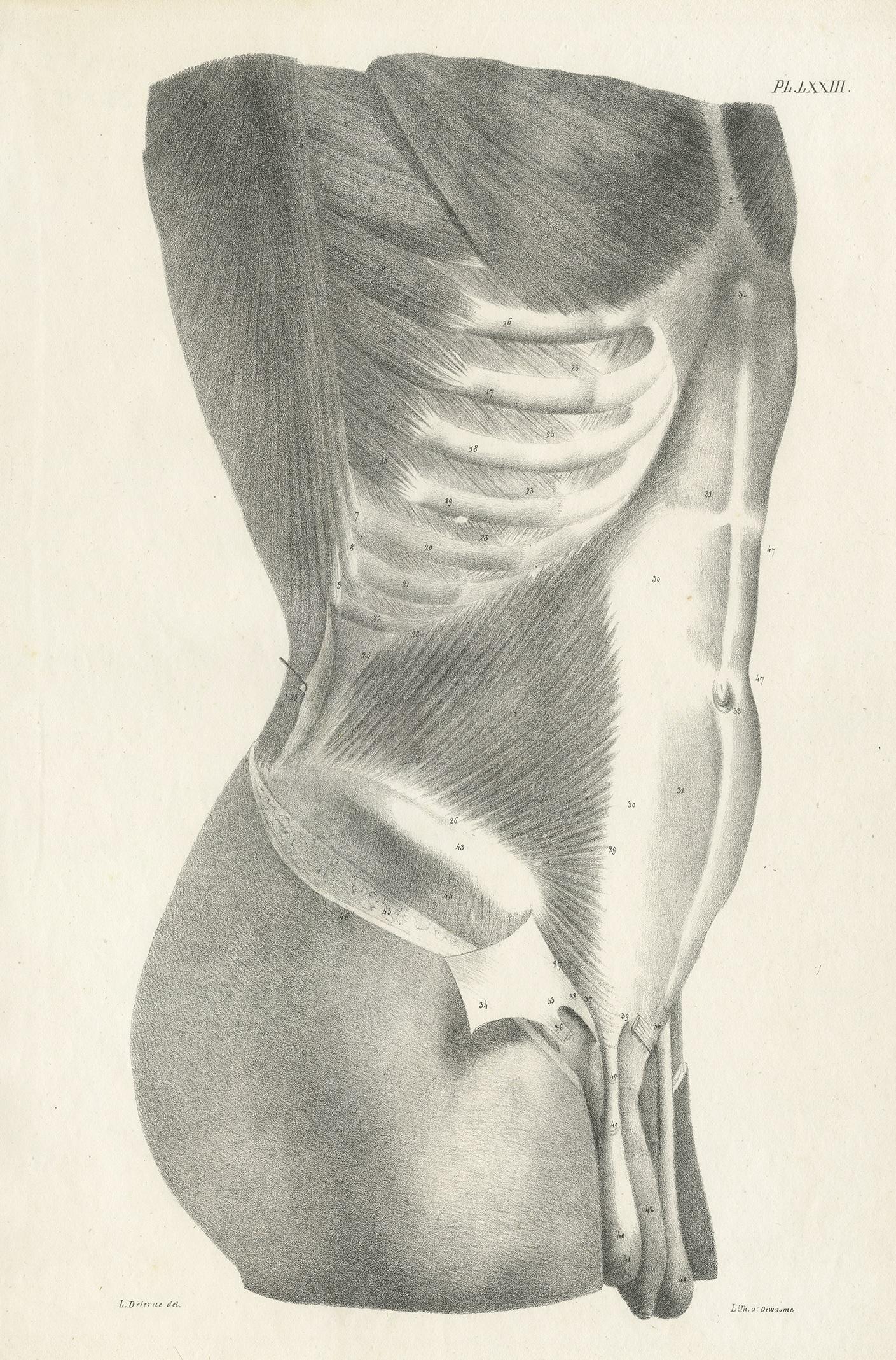 Antique anatomy print showing a deeper layer of the muscles of the male torso. This print originates from 'Anatomie De L'Homme Ou Descriptions Et figures Lithographiees De Toutes Les Parties Du Corps Humain', by Jules Cloquet. This work was