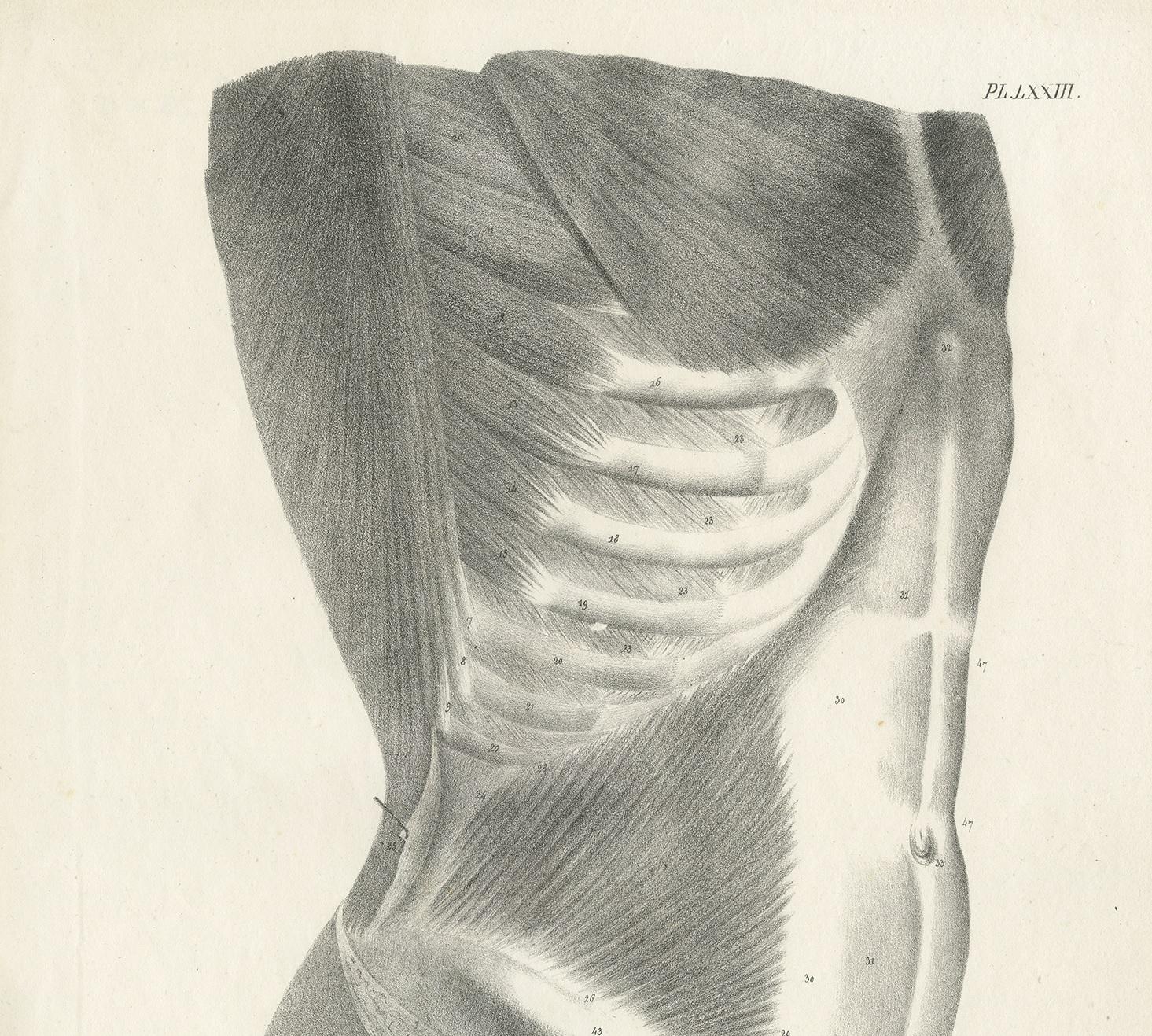 Pl. LXXIII Antique Anatomy / Medical Print of the Male Torso by Cloquet, '1821' In Good Condition For Sale In Langweer, NL
