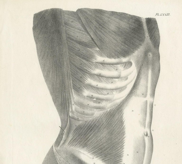 Pl. LXXIII Antique Anatomy / Medical Print of the Male Torso by Cloquet ...