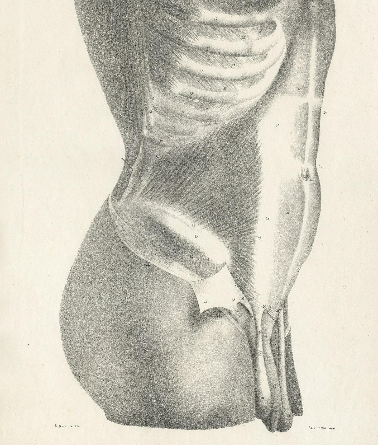 19th Century Pl. LXXIII Antique Anatomy / Medical Print of the Male Torso by Cloquet, '1821' For Sale