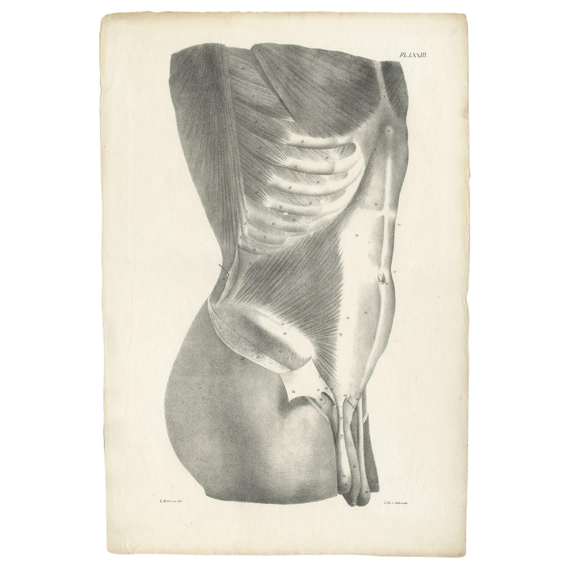 Pl. LXXIII Antique Anatomy / Medical Print of the Male Torso by Cloquet, '1821' For Sale