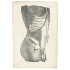 Pl. LXXIII Antique Anatomy / Medical Print of the Male Torso by Cloquet:: '1821'