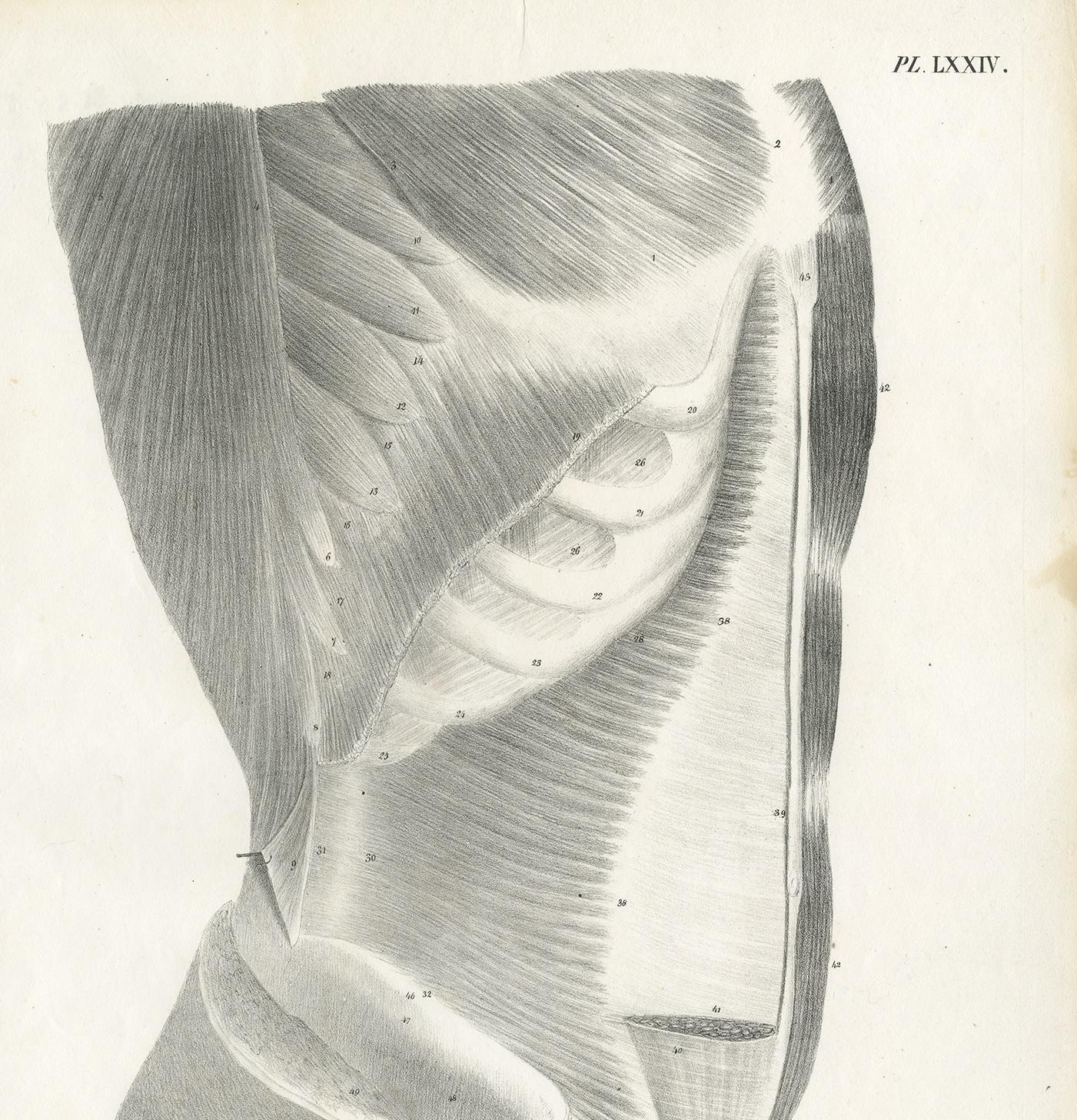 Pl. LXXIV Antique Anatomy / Medical Print of the Male Torso by Cloquet, '1821' In Good Condition For Sale In Langweer, NL