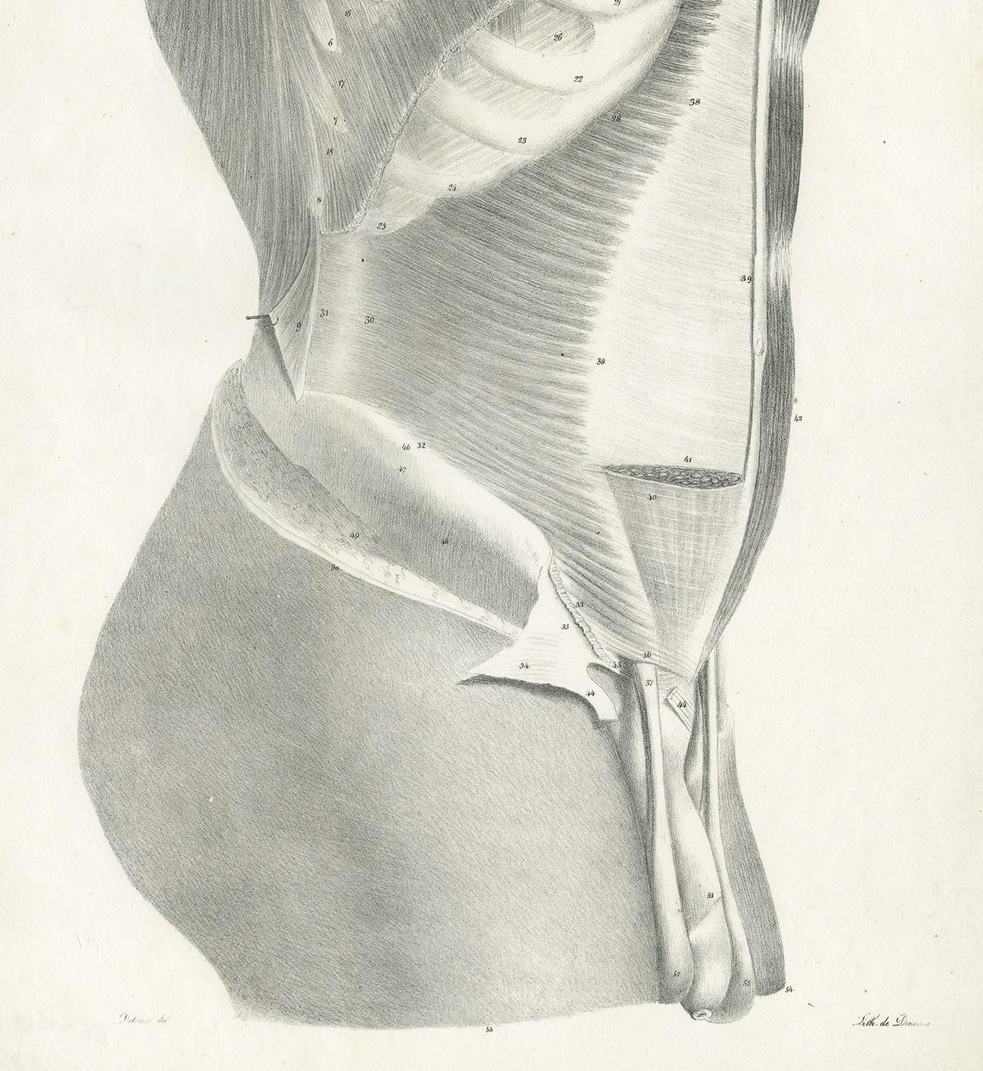 19th Century Pl. LXXIV Antique Anatomy / Medical Print of the Male Torso by Cloquet, '1821' For Sale