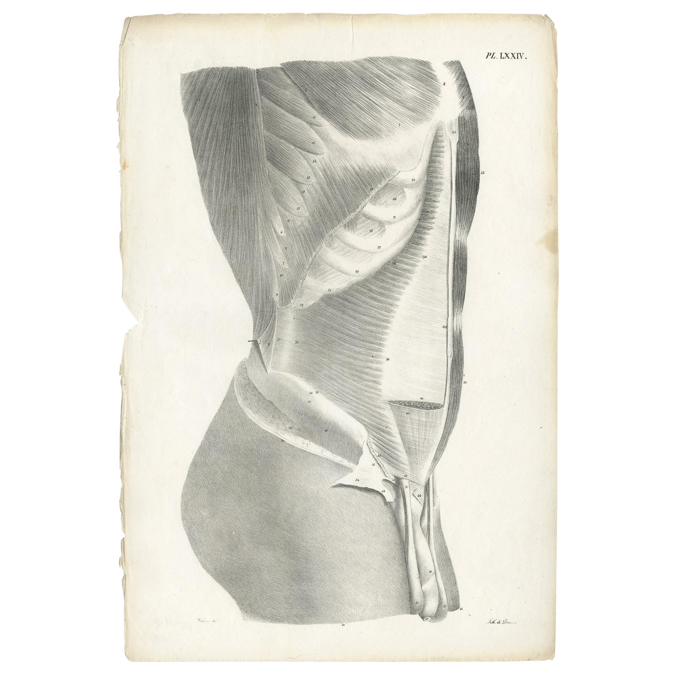 Pl. LXXIV Antique Anatomy / Medical Print of the Male Torso by Cloquet, '1821'