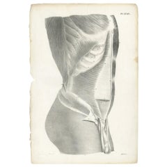 Pl. LXXIV Antiker Anatomie / Medizinischer Druck des männlichen Torsos von Cloquet:: '1821