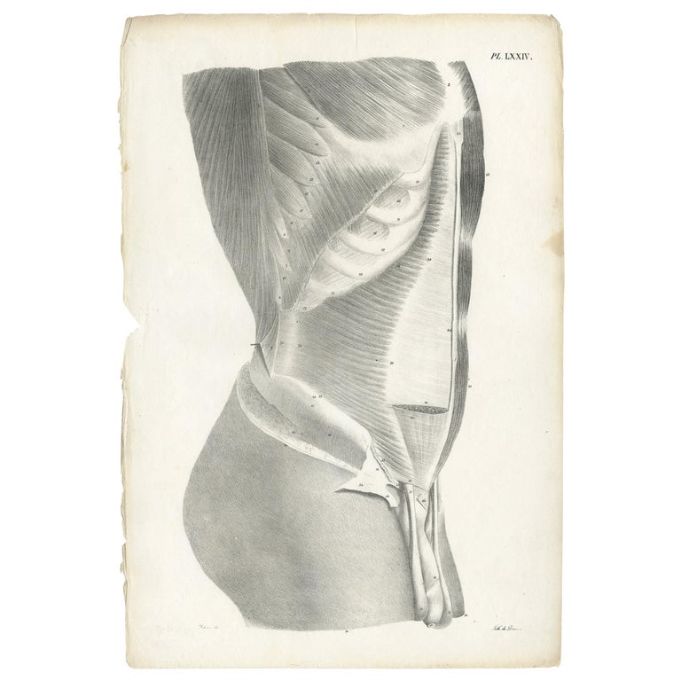 Pl. LXXIV Antique Anatomy / Medical Print of the Male Torso by Cloquet ...