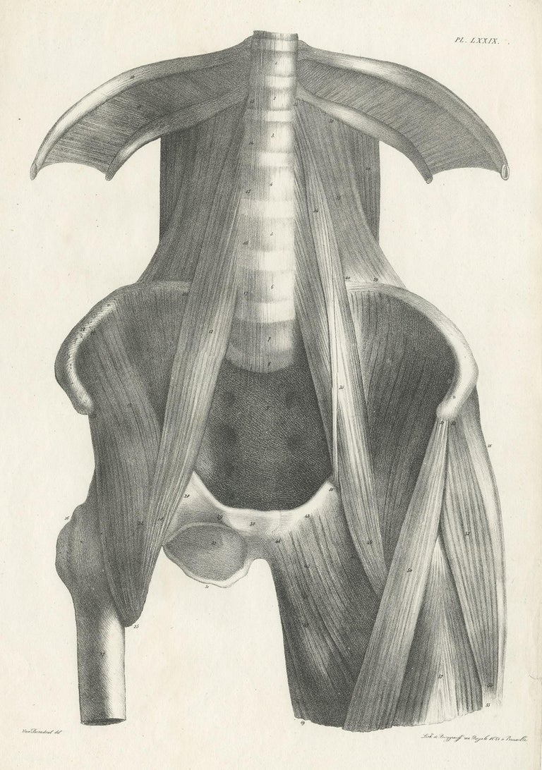Pl. LXXIX Antique Anatomy / Medical Print of the Thigh by Cloquet '1821 ...