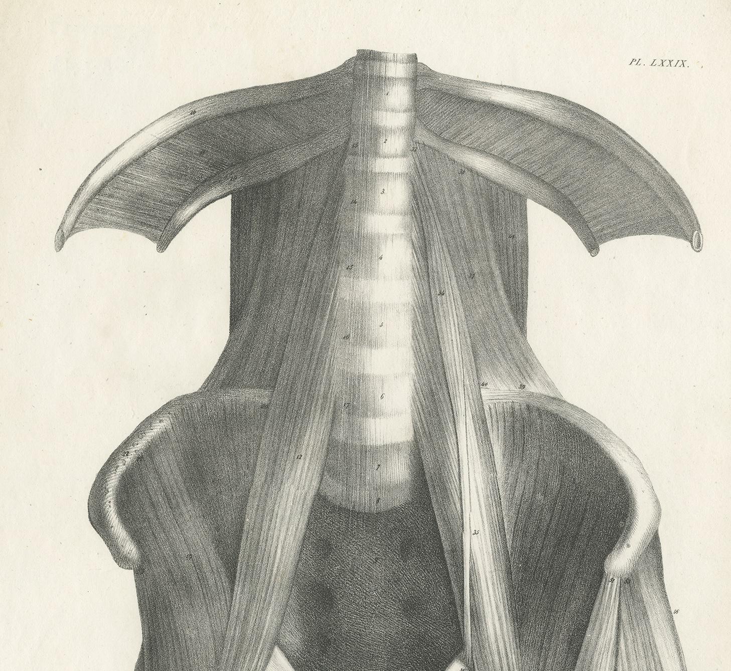 Pl. LXXIX Antique Anatomy / Medical Print of the Thigh by Cloquet '1821' In Good Condition For Sale In Langweer, NL