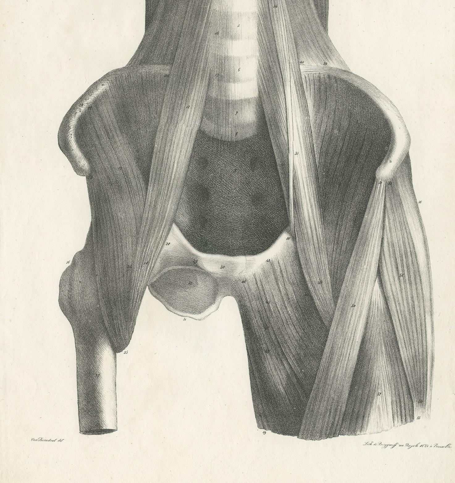 19th Century Pl. LXXIX Antique Anatomy / Medical Print of the Thigh by Cloquet '1821' For Sale