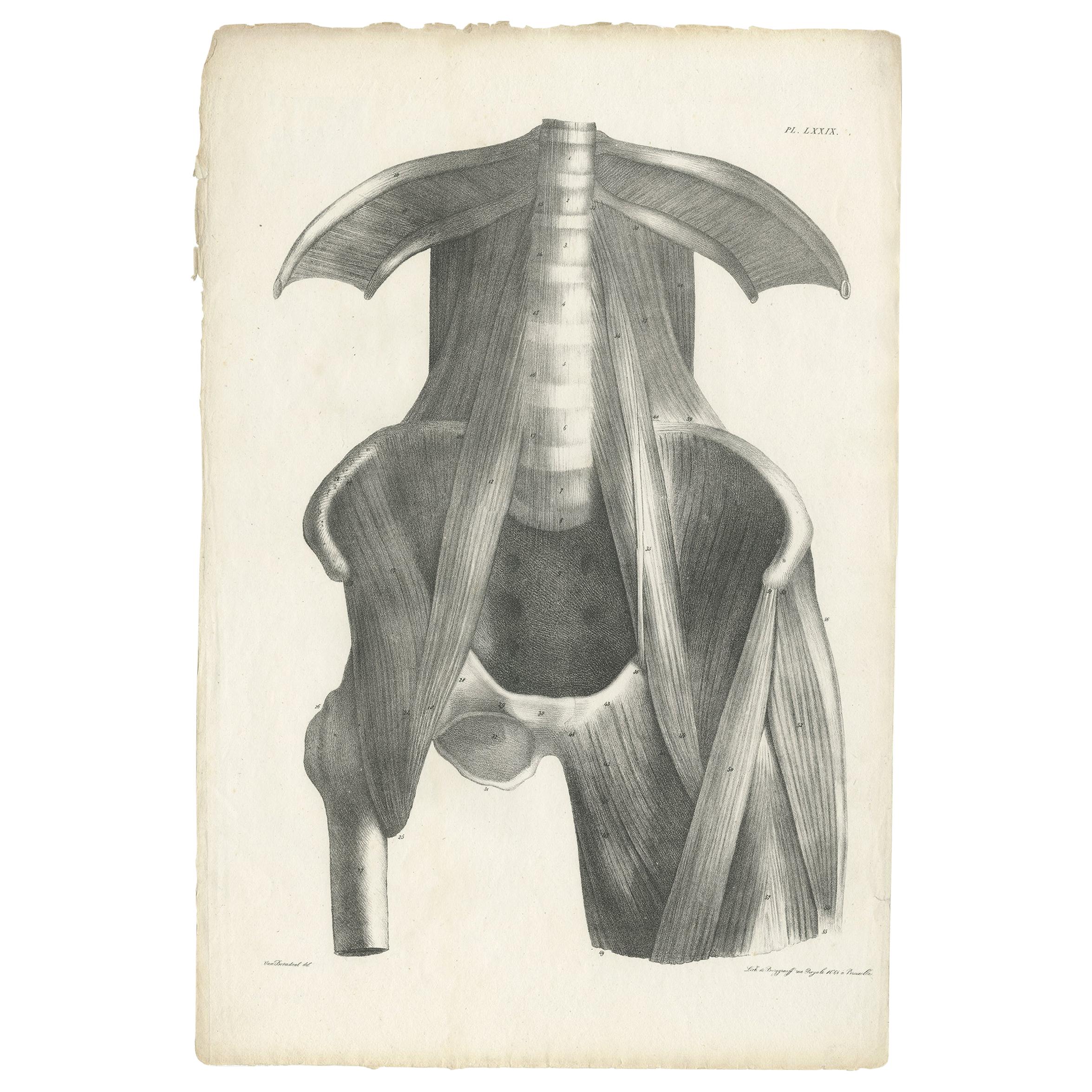 Pl. LXXIX Antique Anatomy / Medical Print of the Thigh by Cloquet '1821' For Sale