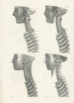 Pl. LXXXVI Antique Anatomy / Medical Print of the Spine by Cloquet '1821'