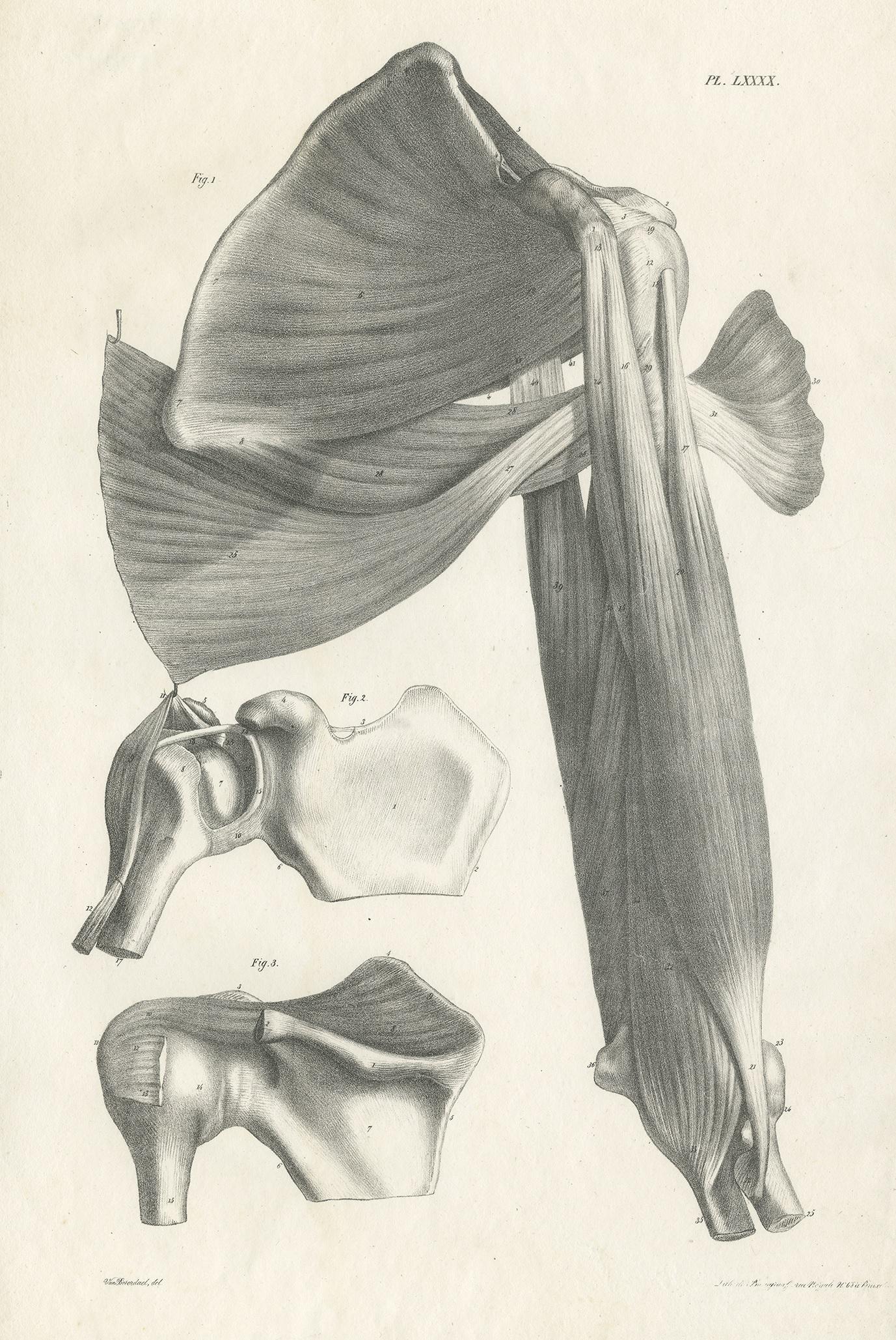 Antique anatomy print showing parts of the shoulder. This print originates from 'Anatomie De L'Homme Ou Descriptions Et Figures Lithographiees De Toutes Les Parties Du Corps Humain', by Jules Cloquet. This work was published between 1821-1831 and