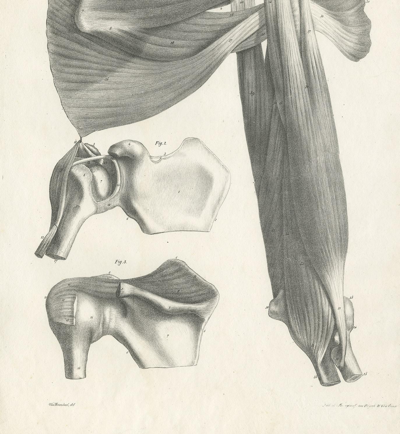 Pl. LXXXX Antique Anatomy / Medical Print of the Shoulder by Cloquet '1821' In Good Condition For Sale In Langweer, NL