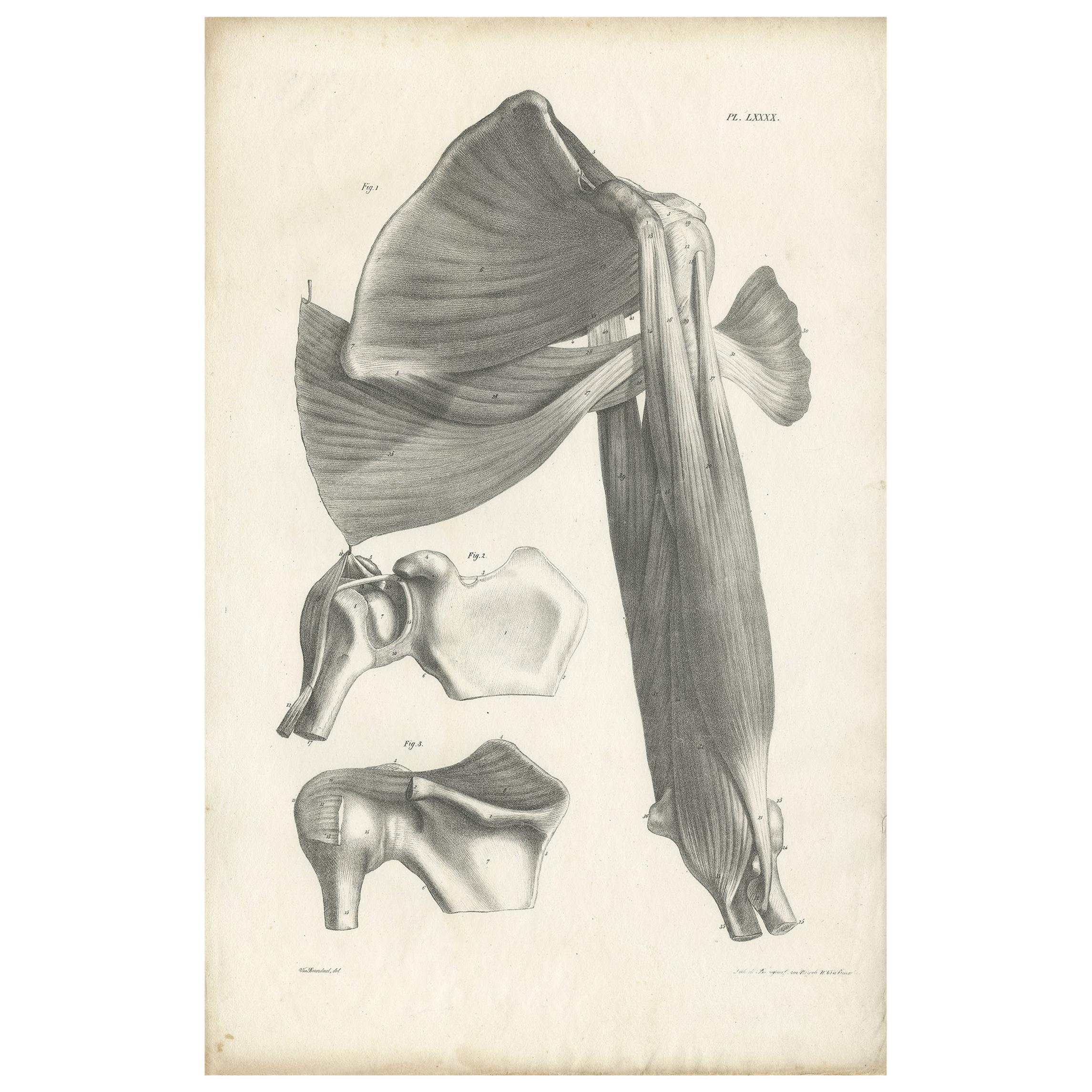 Pl. LXXXX Antique Anatomy / Medical Print of the Shoulder by Cloquet '1821' For Sale