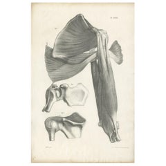 Pl. LXXXX Antique Anatomy / Medical Print of the Shoulder by Cloquet '1821'