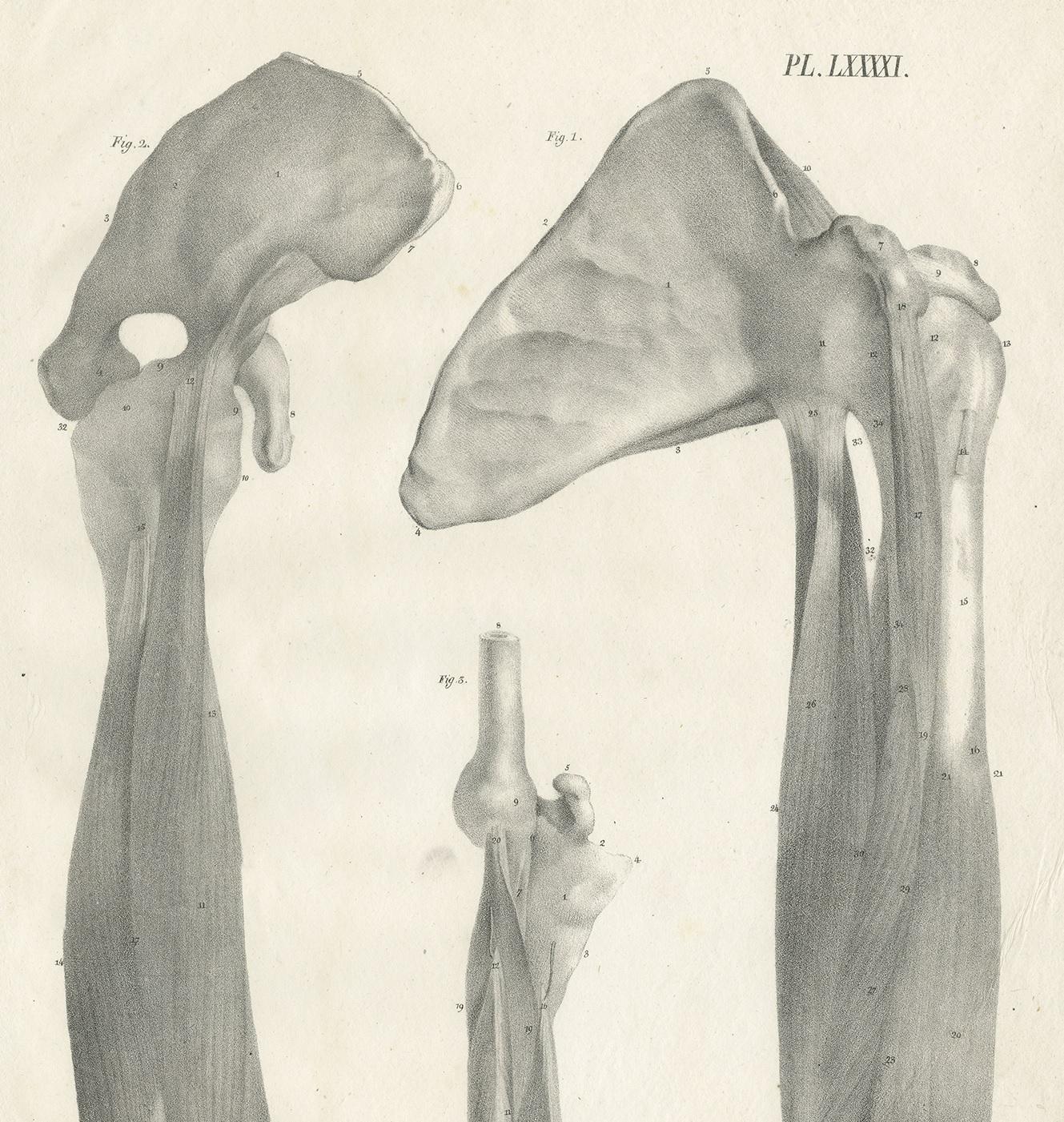 Pl. LXXXXI Antique Anatomy / Medical Print of the Upper Arm by Cloquet '1821' In Good Condition For Sale In Langweer, NL
