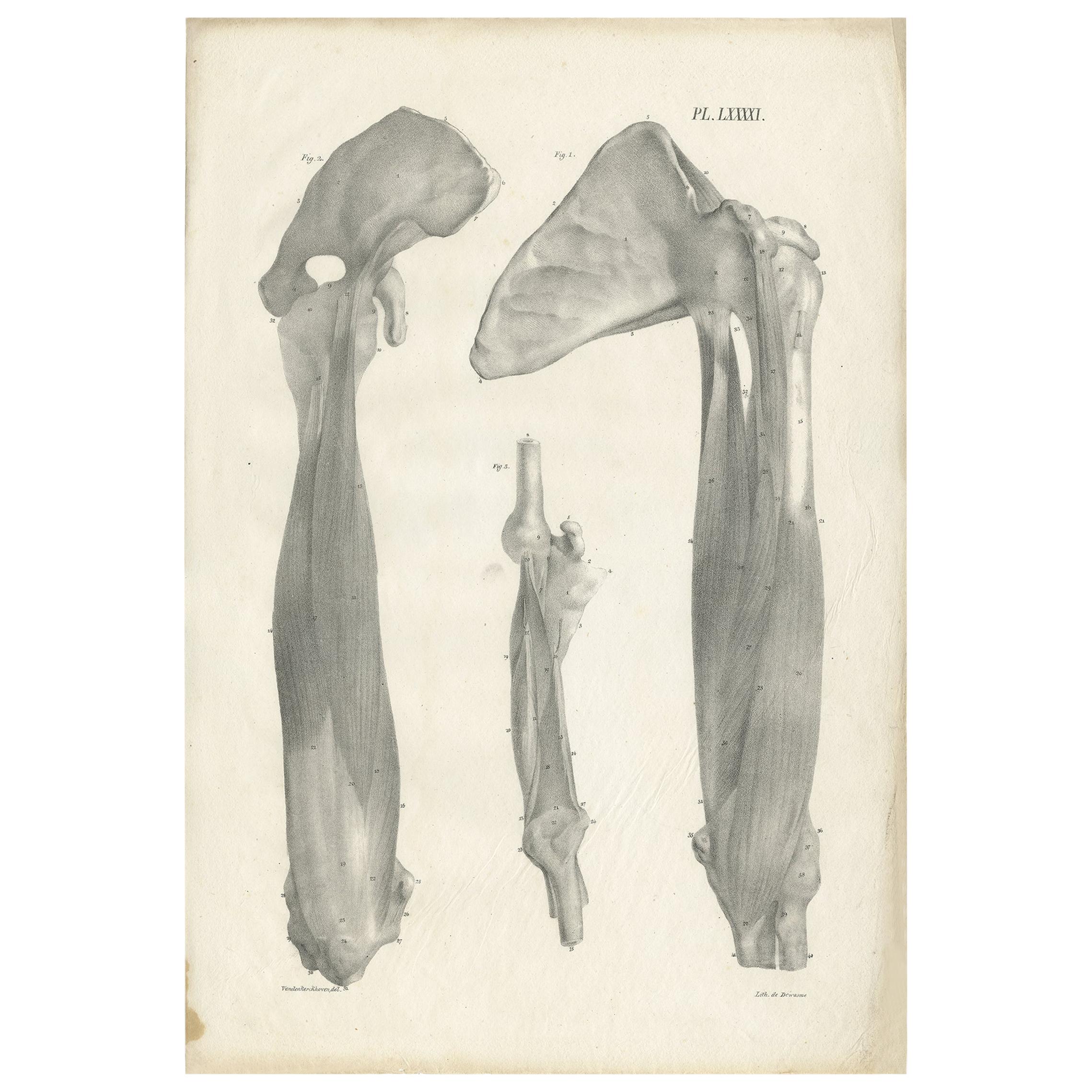Pl. LXXXXI Antique Anatomy / Medical Print of the Upper Arm by Cloquet '1821' For Sale