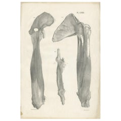 Pl. LXXXXI Antique Anatomy / Medical Print of the Upper Arm by Cloquet '1821'