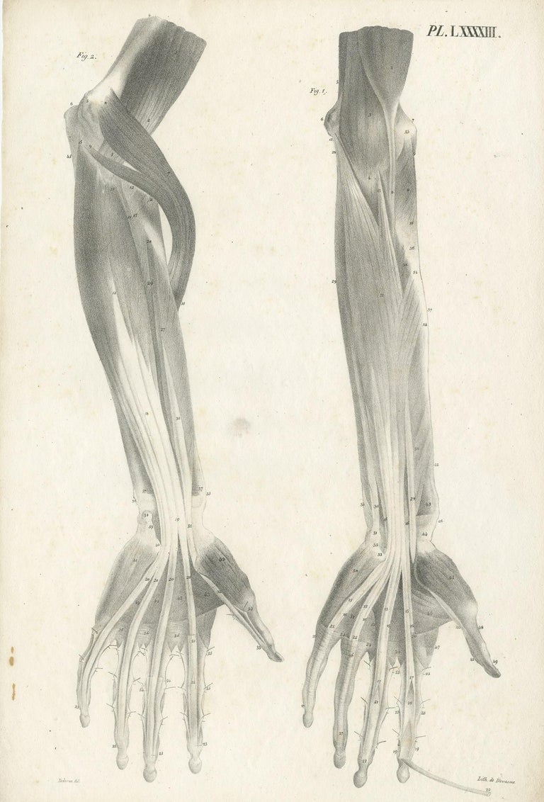 Pl. LXXXXIII Antique Anatomy / Medical Print of the Forearm by Cloquet ...