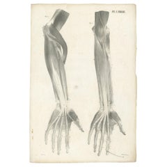 Pl. LXXXXIII Antique Anatomy / Medical Print of the Forearm by Cloquet, 1821