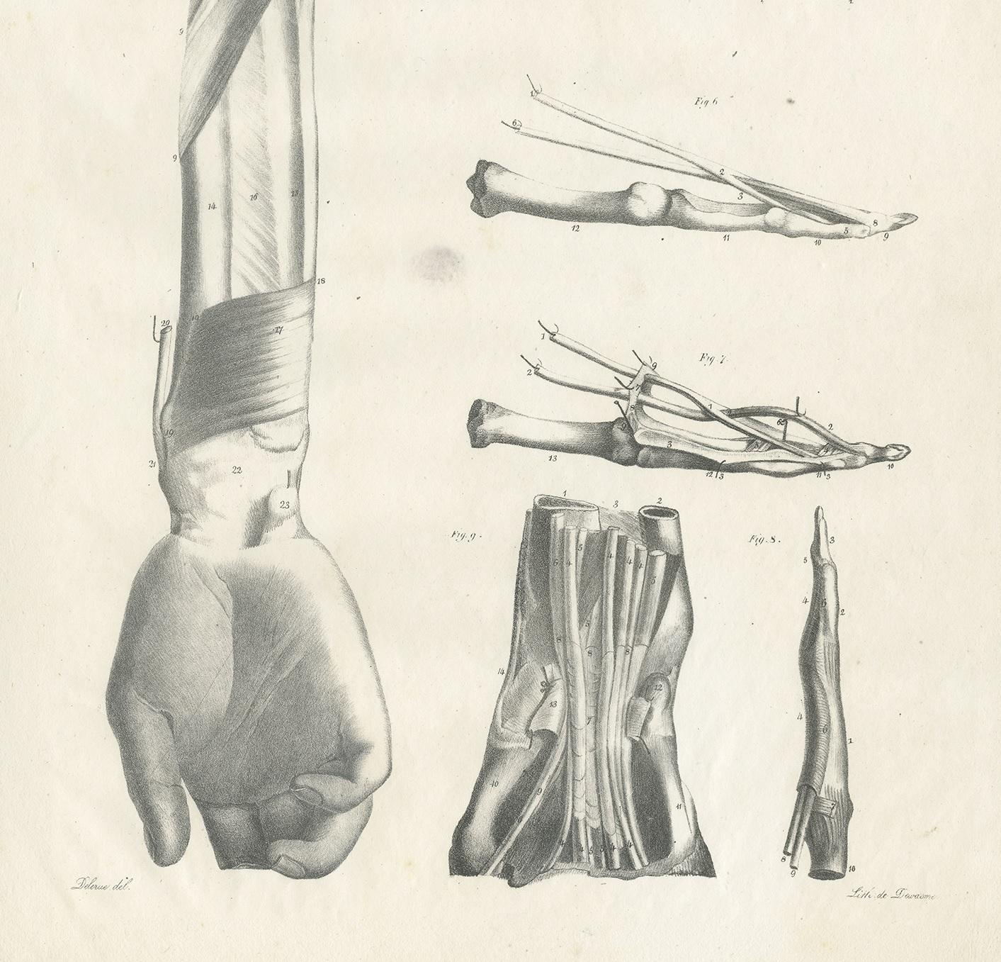 Pl. LXXXXIV Antique Anatomy / Medical Print of the Forearm by Cloquet, 1821 In Good Condition For Sale In Langweer, NL