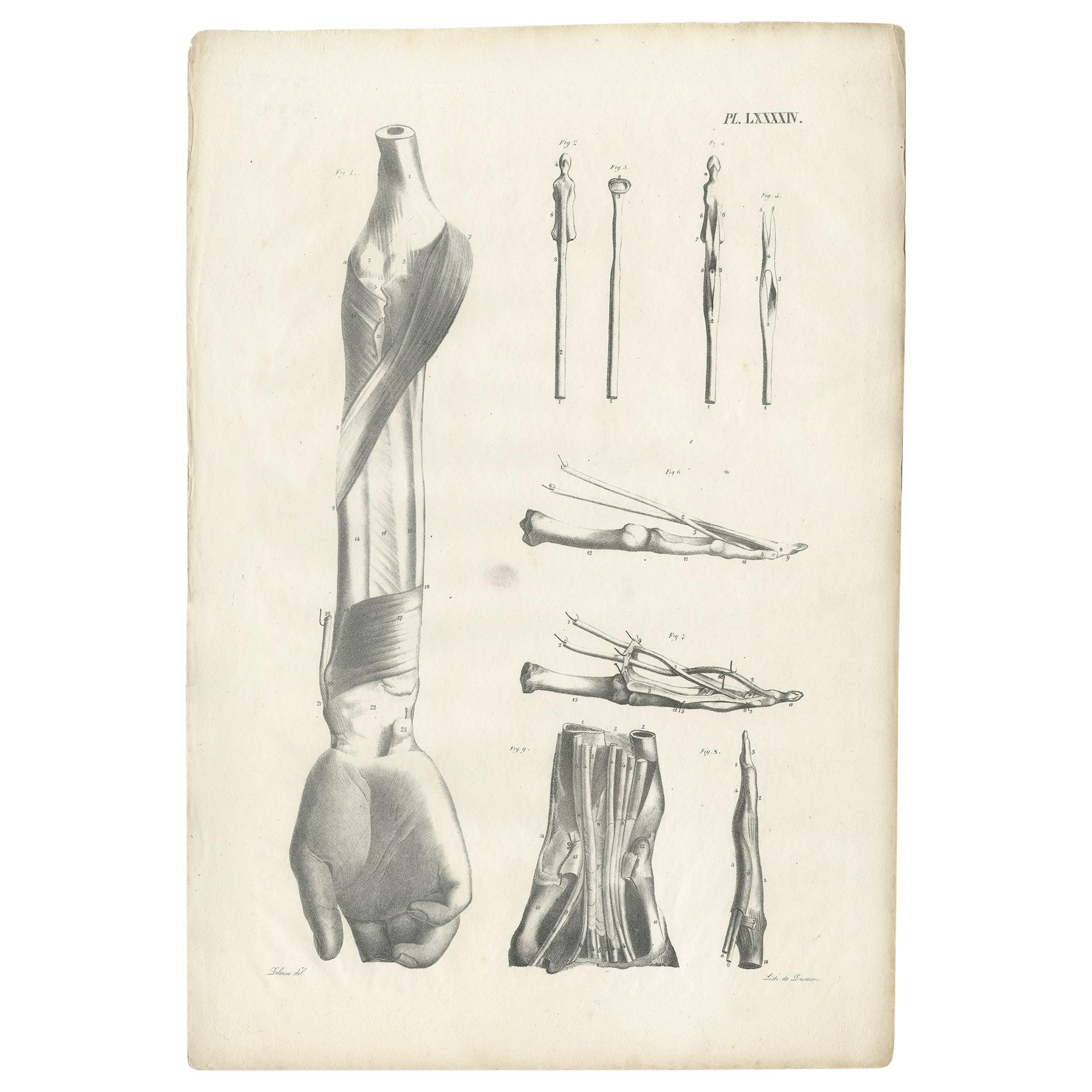 Pl. LXXXXIV Anatomia antica / Stampa medica dell'avambraccio di Cloquet, 1821 in vendita