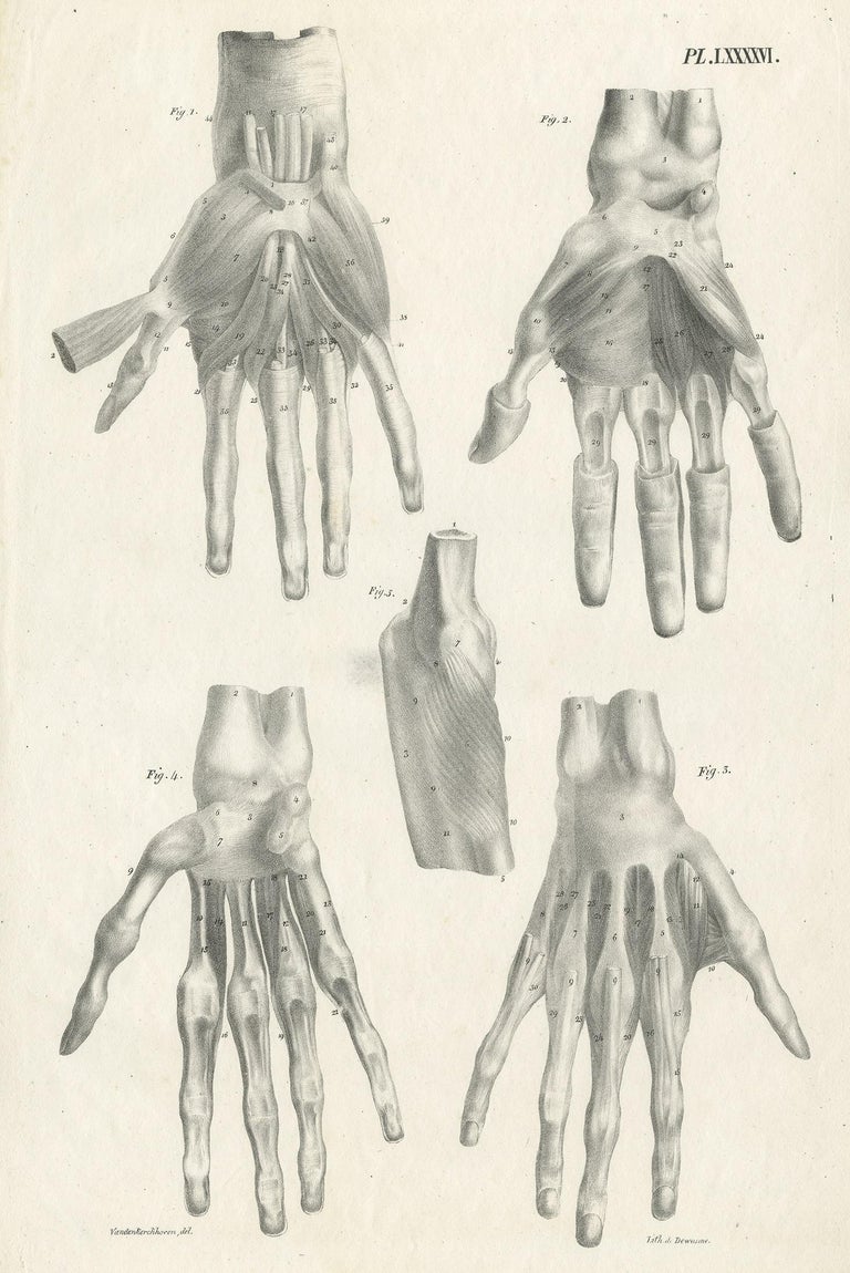 Pl Lxxxxvi Antique Anatomy Medical Print Of Hand Muscles By Cloquet 11 For Sale At 1stdibs