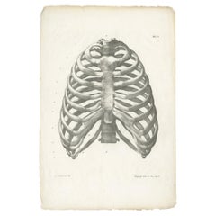 Pl. VI Antique Anatomy / Medical Print of the Rib Cage by Cloquet '1821'