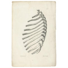 Pl. X Antique Anatomy / Medical Print of the Rib Cage by Cloquet, '1821'