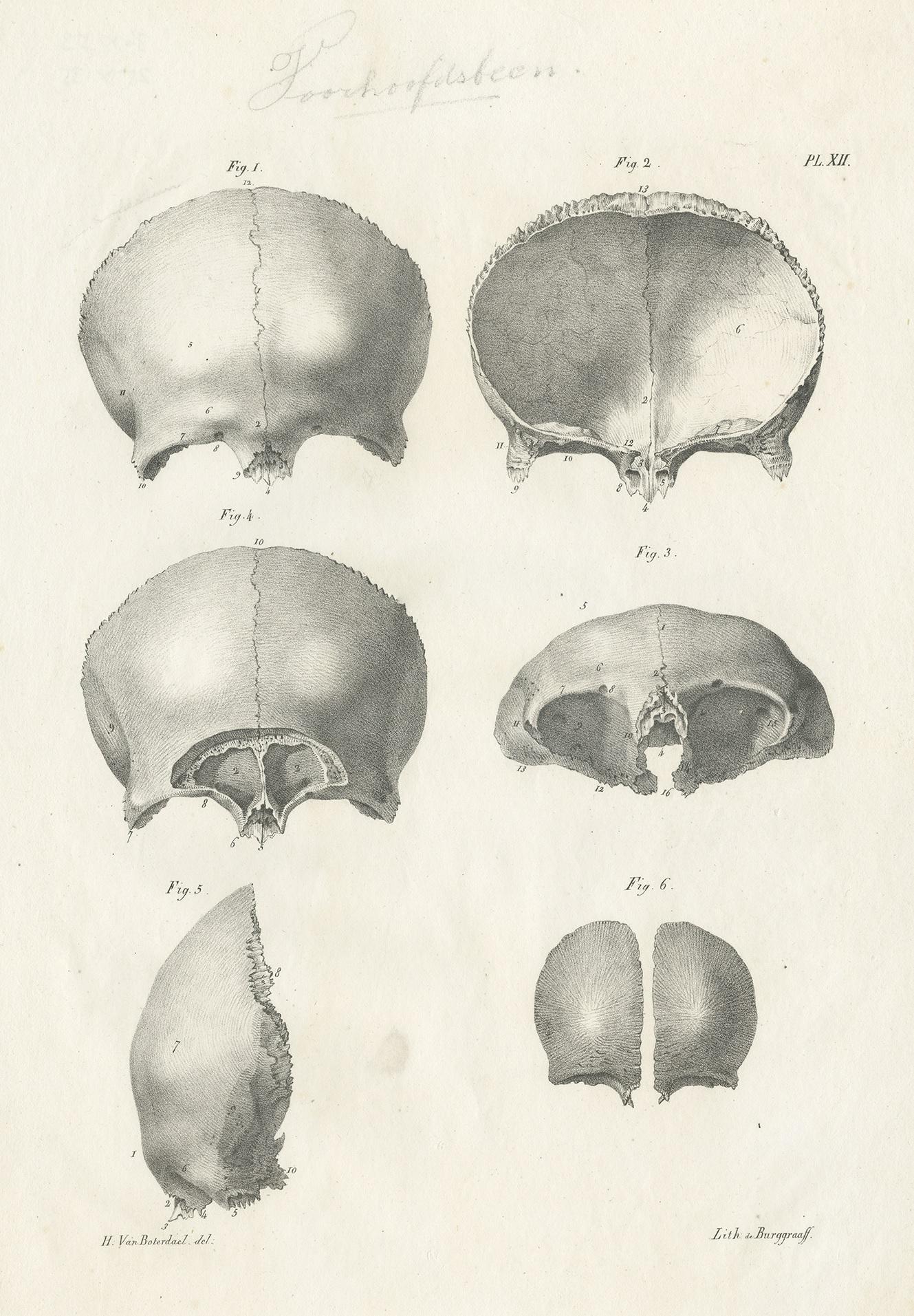 Antique anatomy print showing the skull / cranium. This print originates from 'Anatomie De L'Homme Ou Descriptions Et figures Lithographiees De Toutes Les Parties Du Corps Humain', by Jules Cloquet. This work was published between 1821-1831 and
