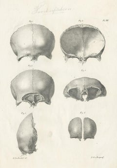 Pl. XII Antique Anatomy / Medical Print of the Skull by Cloquet, '1821'