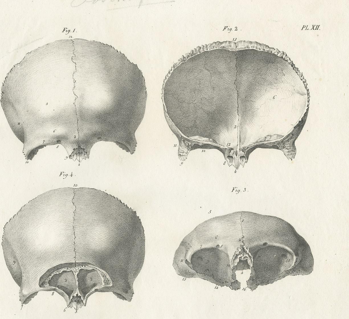 Pl. XII Antique Anatomy / Medical Print of the Skull by Cloquet, '1821' In Good Condition For Sale In Langweer, NL