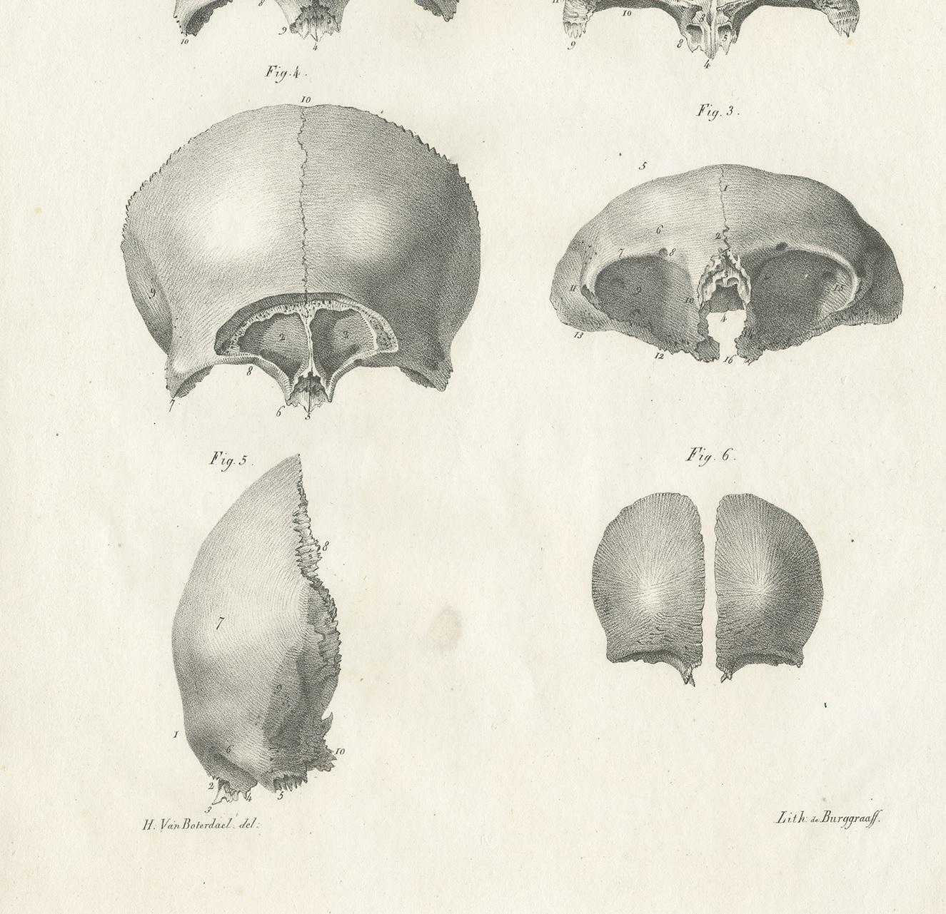 19th Century Pl. XII Antique Anatomy / Medical Print of the Skull by Cloquet, '1821' For Sale