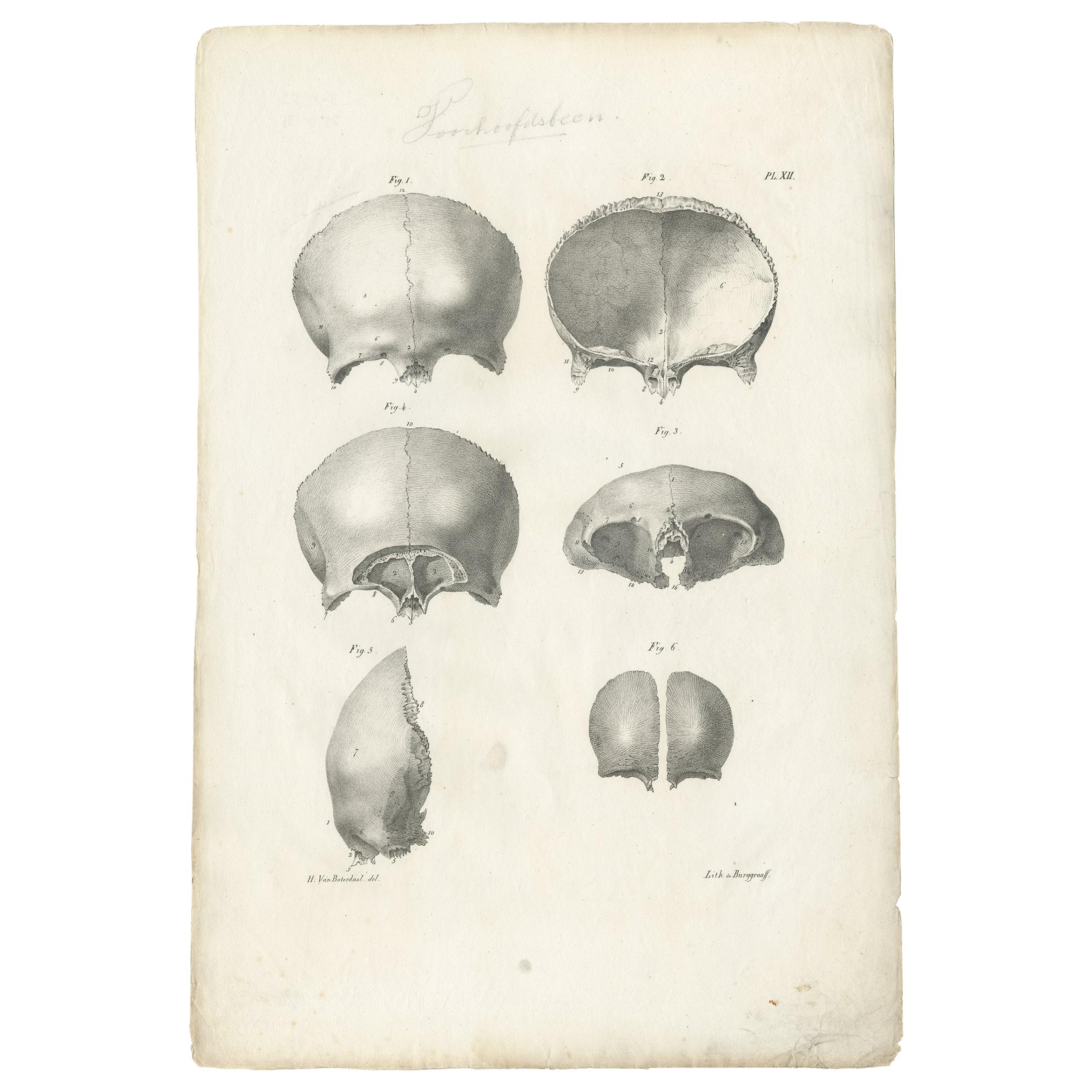 Pl. XII Antique Anatomy / Medical Print of the Skull by Cloquet, '1821' For Sale