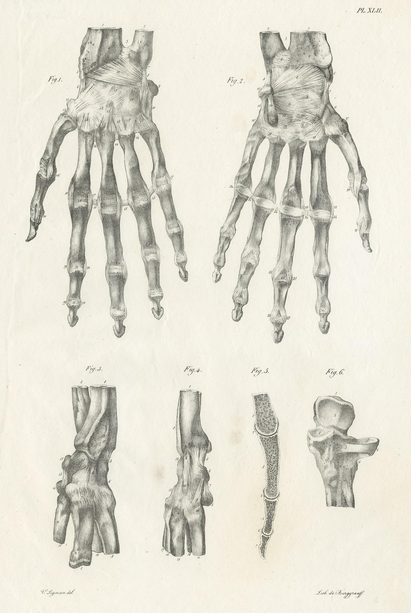 Antique anatomy print showing muscles and bones of the hand. This print originates from 'Anatomie De L'Homme Ou Descriptions Et figures Lithographiees De Toutes Les Parties Du Corps Humain', by Jules Cloquet. This work was published between