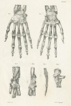 Pl. XLII Antique Anatomy / Medical Print of the Hand by Cloquet '1821'