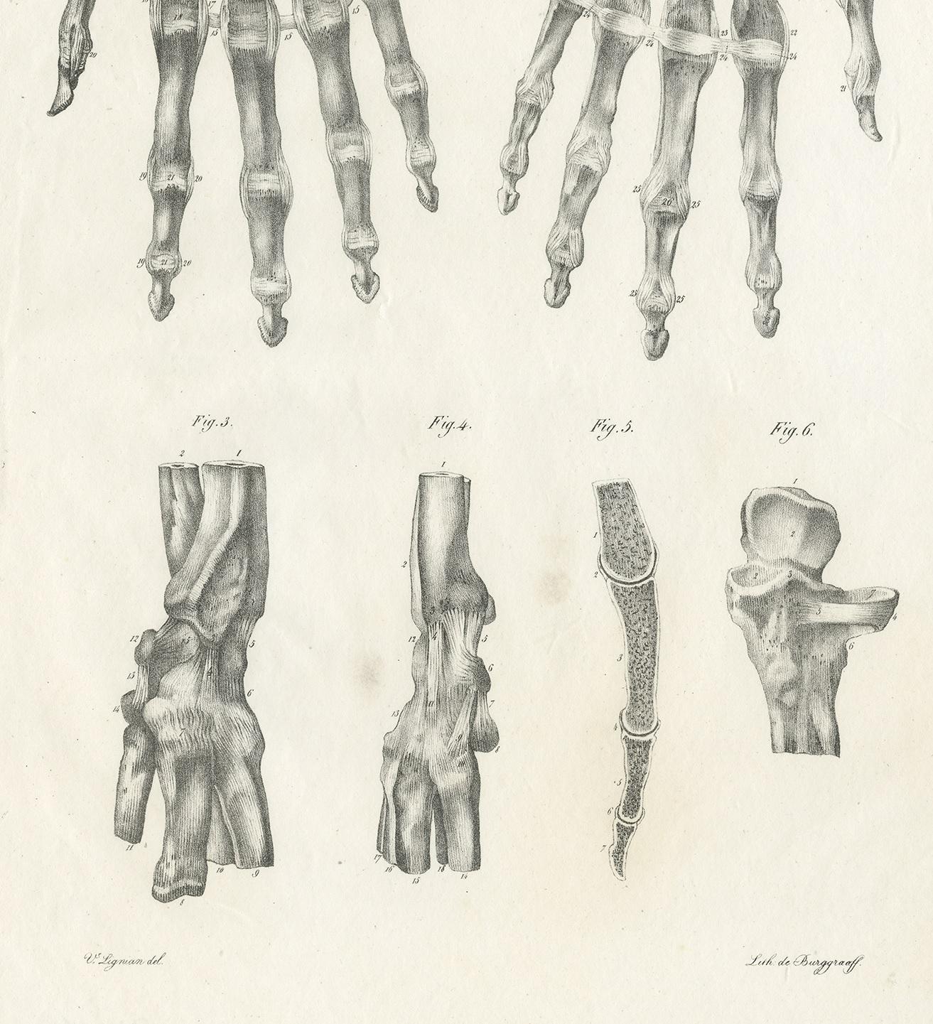 Pl. XLII Antique Anatomy / Medical Print of the Hand by Cloquet '1821' In Good Condition For Sale In Langweer, NL