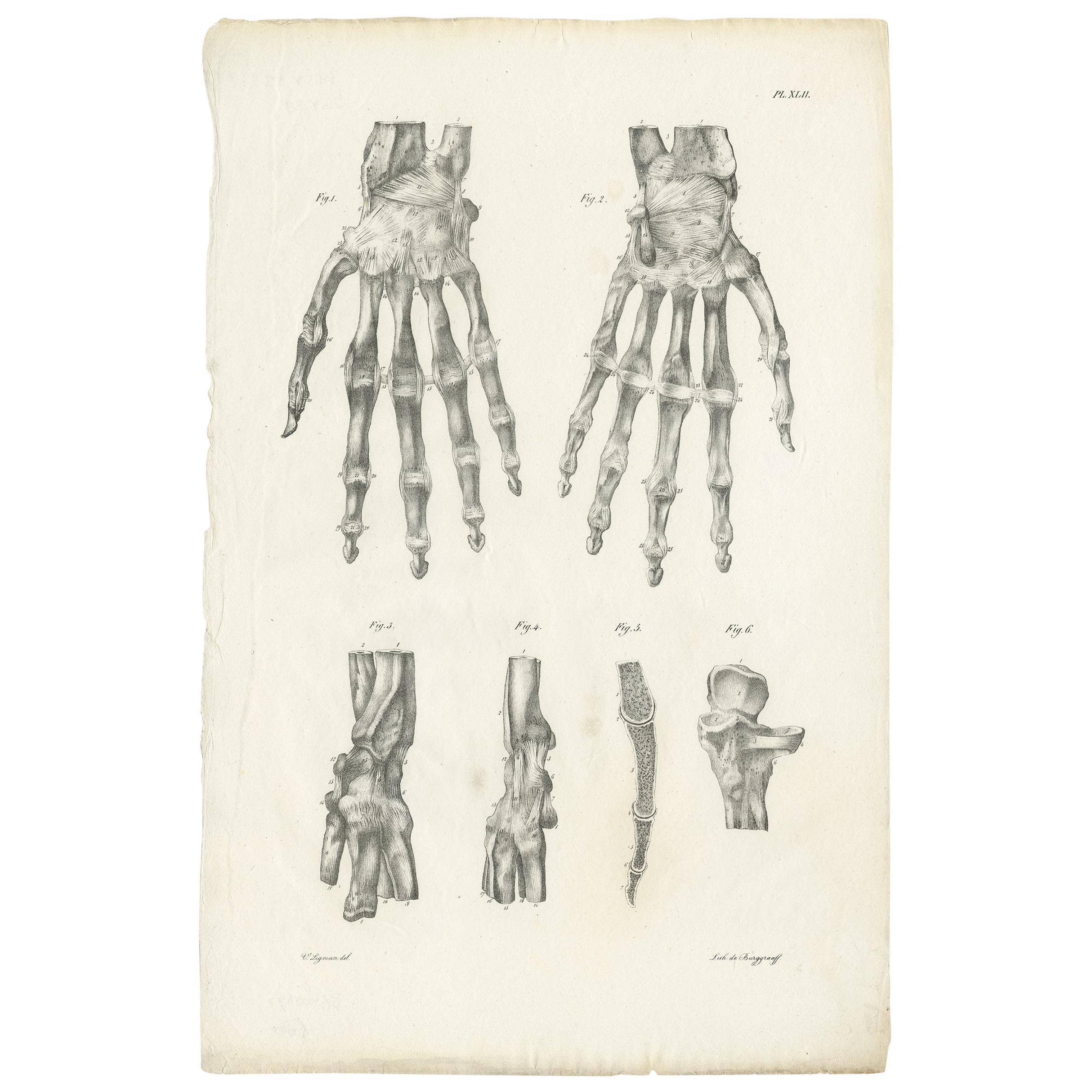 Pl. XLII Antique Anatomy / Medical Print of the Hand by Cloquet '1821' For Sale