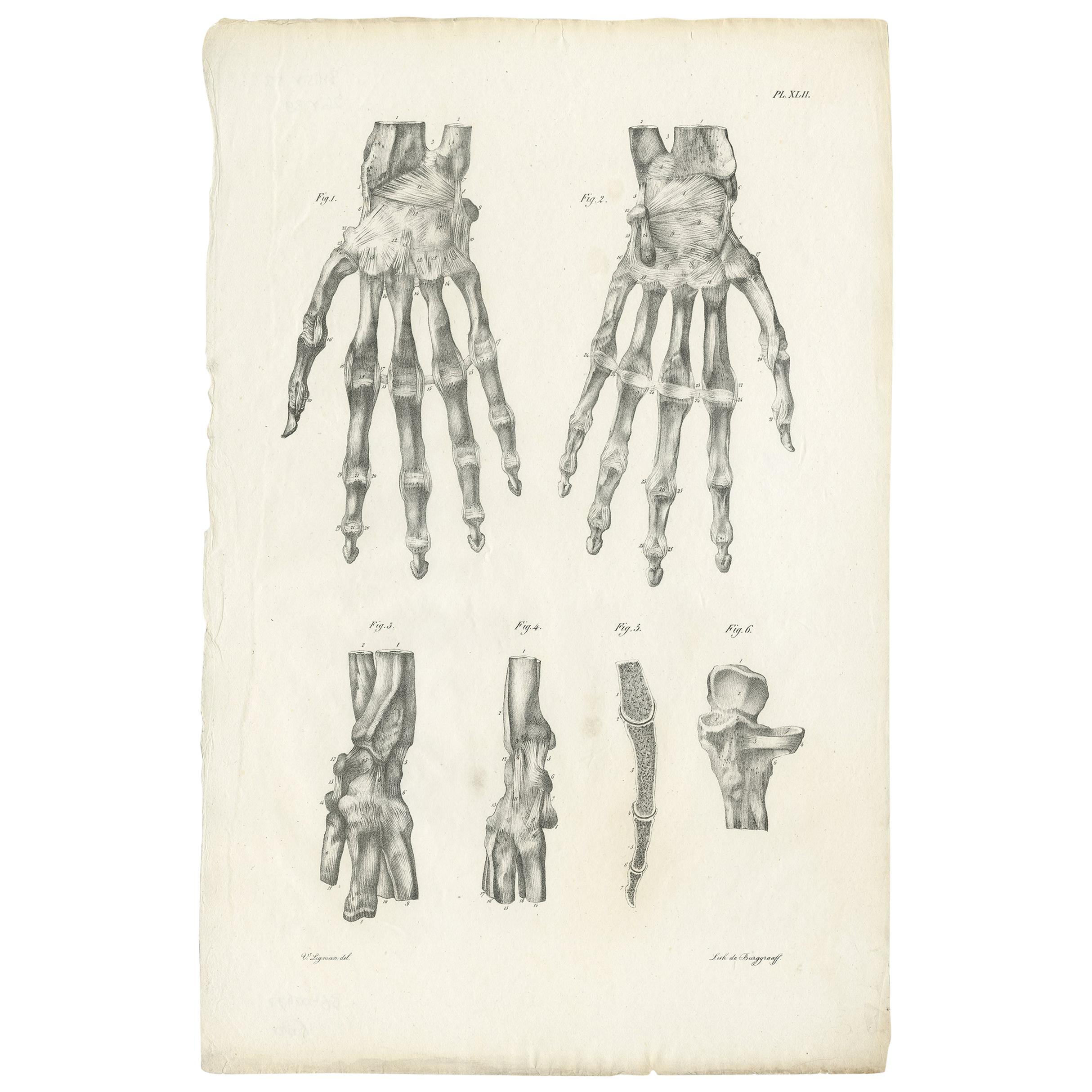 Pl. XLII Grabado antiguo de anatomía / medicina de la mano de Cloquet '1821
