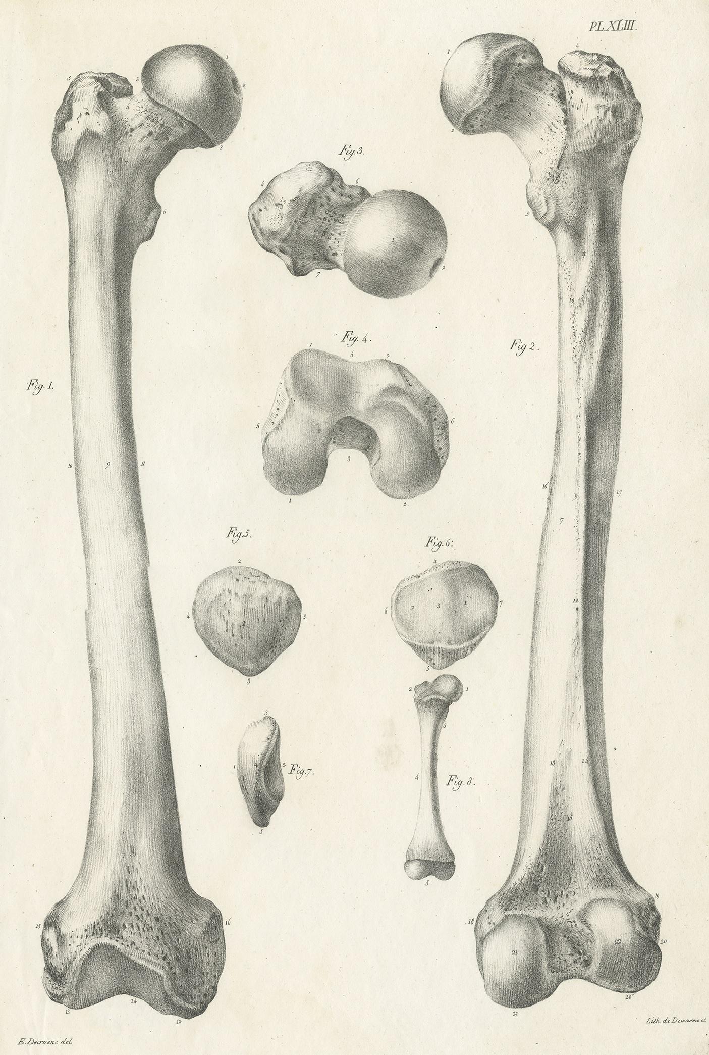 Antique anatomy print showing parts of the femur or thigh bone. This print originates from 'Anatomie De L'Homme Ou Descriptions Et Figures Lithographiees De Toutes Les Parties Du Corps Humain', by Jules Cloquet. This work was published between