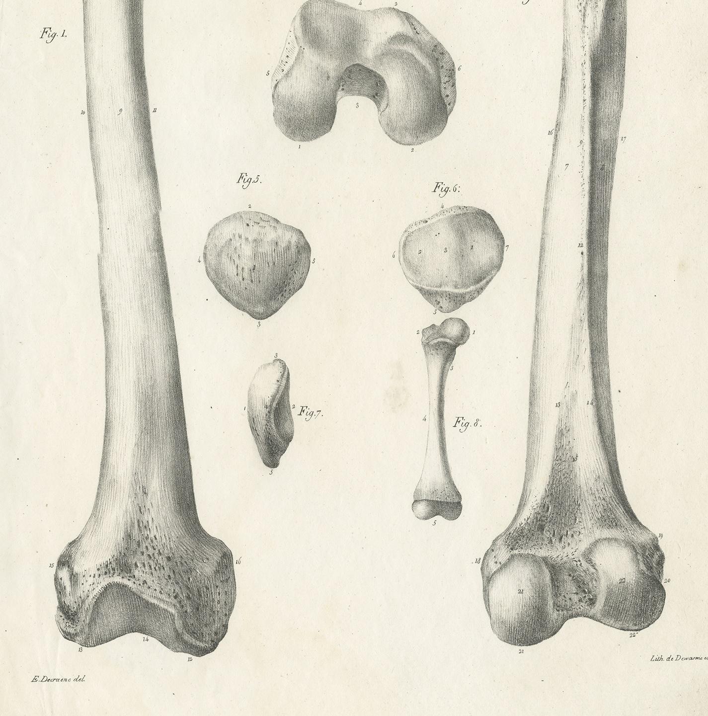parts of the femur