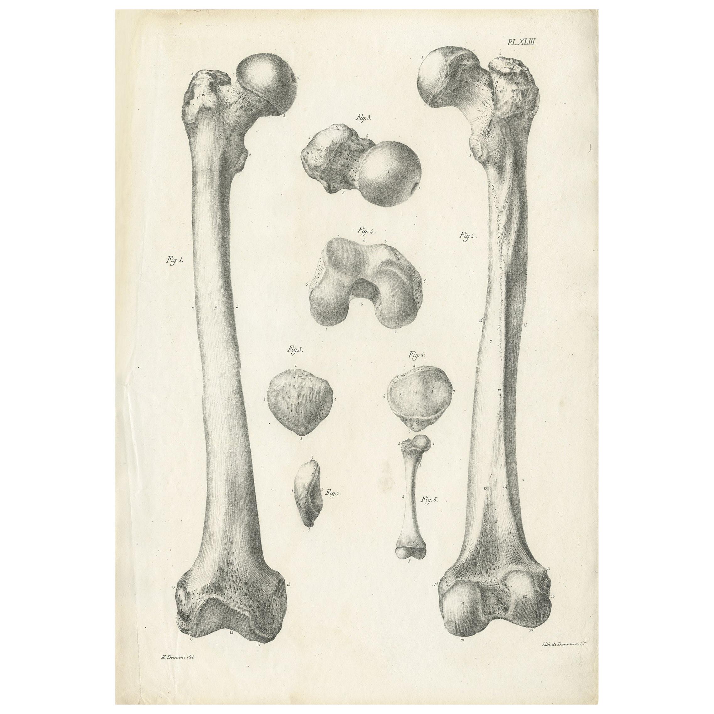 Antique Anatomy / Medical Print of the Femur Bones by Cloquet, '1821' For Sale