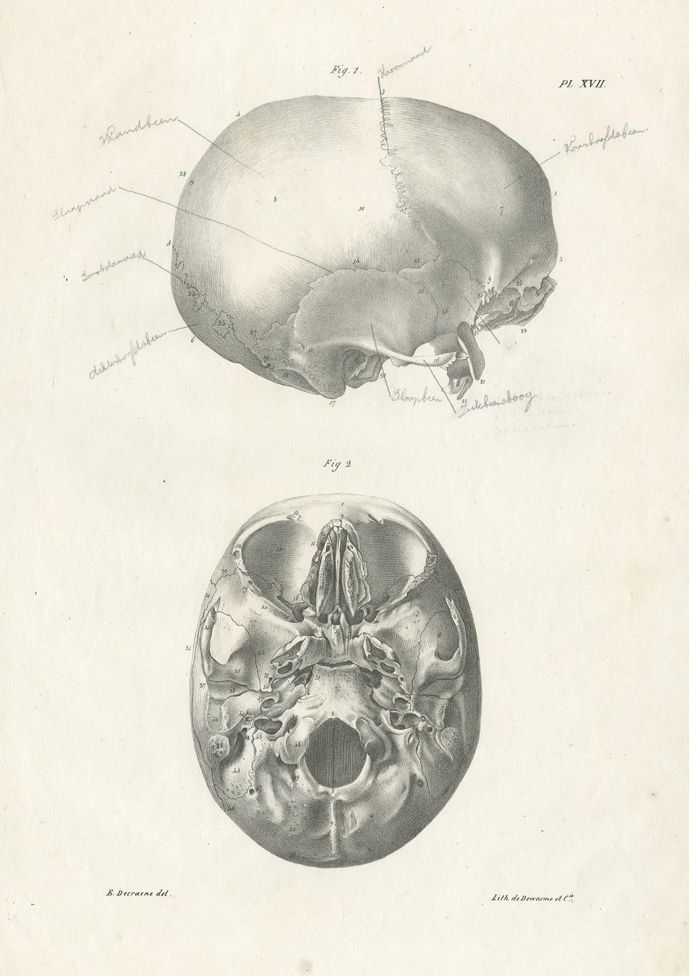 Antique anatomy print showing parts of the skull / cranium. This print originates from 'Anatomie De L'Homme Ou Descriptions Et Figures Lithographiees De Toutes Les Parties Du Corps Humain', by Jules Cloquet. This work was published between 1821-1831