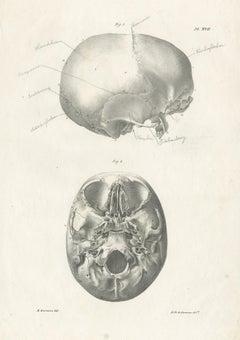 Pl. XVII Antique Anatomy / Medical Print of the Cranium by Cloquet, '1821'