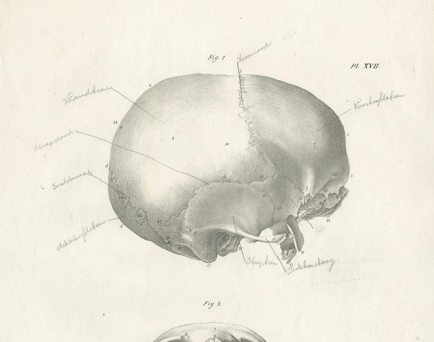 Pl. XVII Antique Anatomy / Medical Print of the Cranium by Cloquet, '1821' In Good Condition In Langweer, NL