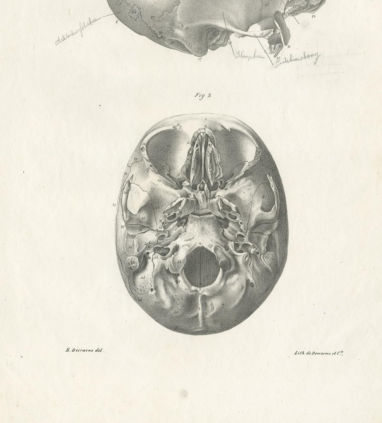 19th Century Pl. XVII Antique Anatomy / Medical Print of the Cranium by Cloquet, '1821'